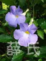 藍月立鶴花
