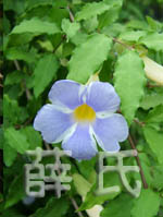 藍玉立鶴花